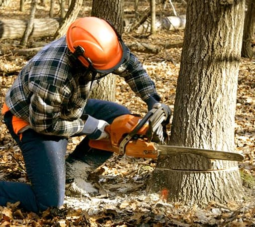 Tree Removal in Delaplaine, AR